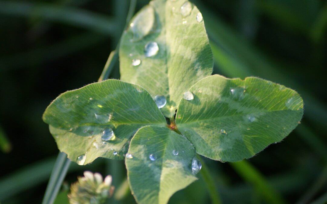 Causa e Efeito | Às vezes, sorte pode ser melhor que ter juízo. Juízo Fiscal